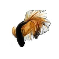 Betta jaune isolé sur fond blanc photo