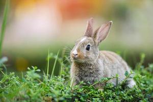 lapin mignon assis sur un champ vert prairie de printemps chasse au lapin de pâques pour le festival sur l'herbe photo
