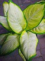 plantes ornementales tissu blanc photo