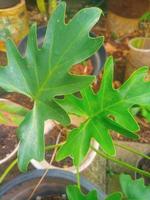 plantes ornementales philodendron photo