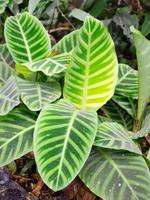 une plante zébrée, son motif de feuille frappant attirant l'œil, pousse dans un jardin à hawaii. photo