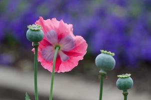 une fleur de pavot à opium rose et des têtes de graines devant un fond bleu. photo
