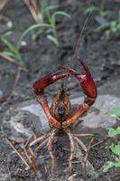 une écrevisse debout dans une pose défensive. photo