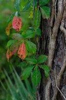 une vigne vierge grimpant à un pin en automne. photo