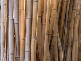 image de fond horizontale d'un peuplement de bambous vivants, les tiges dorées des plantes sont chaleureuses et paisibles. photo