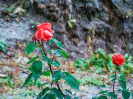 rose sous la pluie photo