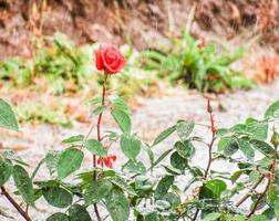 rose sous la pluie photo