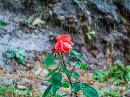 rose sous la pluie photo