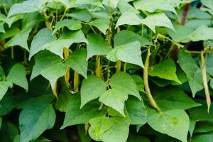 Haricots de jardin Phaseolus vulgaris dans l'ancienne terre à côté de Hambourg photo