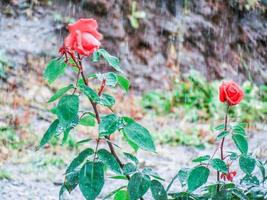 rose sous la pluie photo