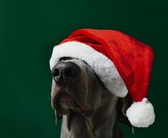 noël, weimaraner, chien, isolé photo