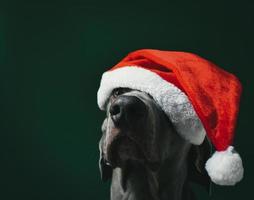 noël, weimaraner, chien, isolé photo