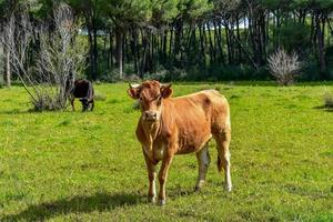 vaches brunes dans le champ photo