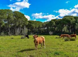 vaches brunes dans le champ photo