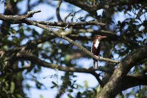 oiseau martin-pêcheur assis sur une branche photo