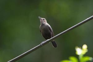 gros plan d'un oiseau femelle robin indien photo