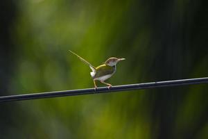 gros plan d'un oiseau tailleur commun photo