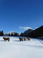 vache d'hiver photo