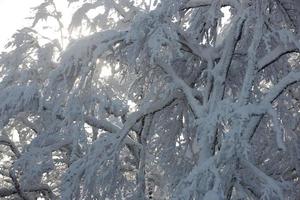 neige fraîche sur les branches photo