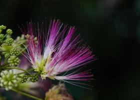 fleur de mimosa rose unique photo