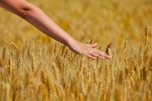 main dans le champ de blé photo