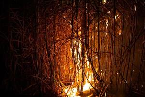 la canne à sucre est brûlée pour enlever les feuilles extérieures autour des tiges avant la récolte photo