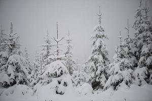 pin à feuilles persistantes de noël recouvert de neige fraîche photo