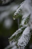 pin à feuilles persistantes de noël recouvert de neige fraîche photo