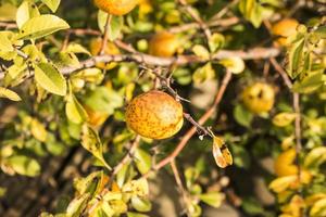 les fruits jaunes du coing japonais poussent sur une branche. fruits trop mûrs de coing ornemental. photo