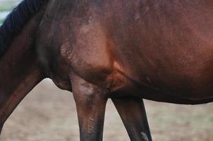 vue sur la nature du cheval photo