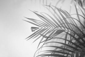 feuille de palmier noir et ombres sur un mur en béton fond blanc photo