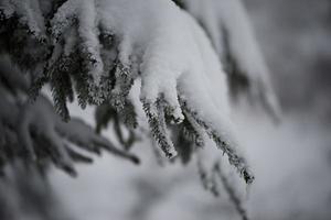 pin à feuilles persistantes de noël recouvert de neige fraîche photo