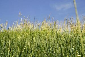 vue sur la nature prairie photo