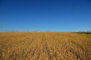 champ de blé avec un ciel bleu en arrière-plan photo