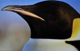 vue portrait de pingouin photo