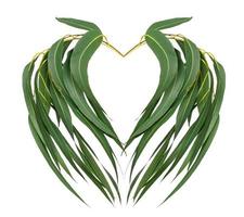 Feuilles vertes avec motif en forme de coeur,feuille d'eucalyptus isolé sur fond blanc photo