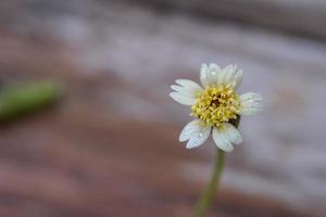 un gros plan d'une fleur d'herbe avec une goutte de pluie, un gros plan d'une fleur d'herbe à distance fait ressortir les détails. photo