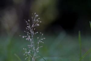 une très petite fleur dans la cour avant qui pousse comme une graine d'herbe. photo