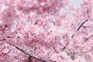 floue de couleur pastel douce fleur de cerisier sakura pleine floraison une saison printanière au japon photo