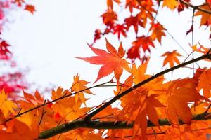 feuilles d'érable rouge et branche dans les arbres de l'environnement naturel par une belle journée d'arrière-plan. photo