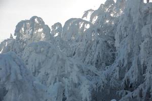 neige fraîche sur les branches photo