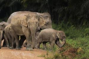 éléphant sauvage à chanthaburi en thaïlande
