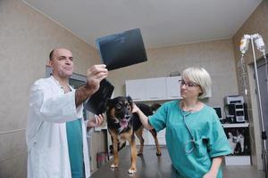 vétérinaire et assistant dans une clinique pour petits animaux photo