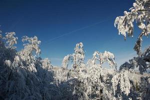 neige fraîche sur les branches photo