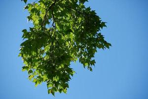 vue sur les branches d'arbres photo