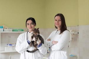 équipe vétérinaire pour traiter les chats malades, maintenir le concept de santé animale, hôpital pour animaux photo