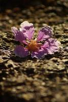 La couleur rose des fleurs de la reine tombe sur un sol en pierre de latérite photo