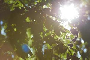 vue sur les feuilles vertes photo