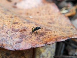 photo macro d'une fourmi sur l'asphalte noir