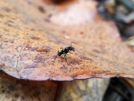 photo macro d'une fourmi noire avec un ventre doré sur une feuille sèche, mise au point sélective